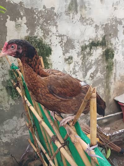 pure aseel for sell