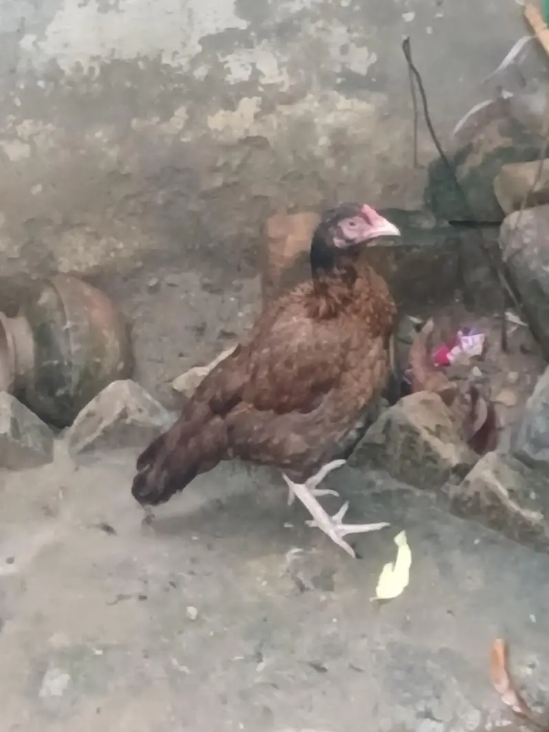 pure aseel for sell — photo 2