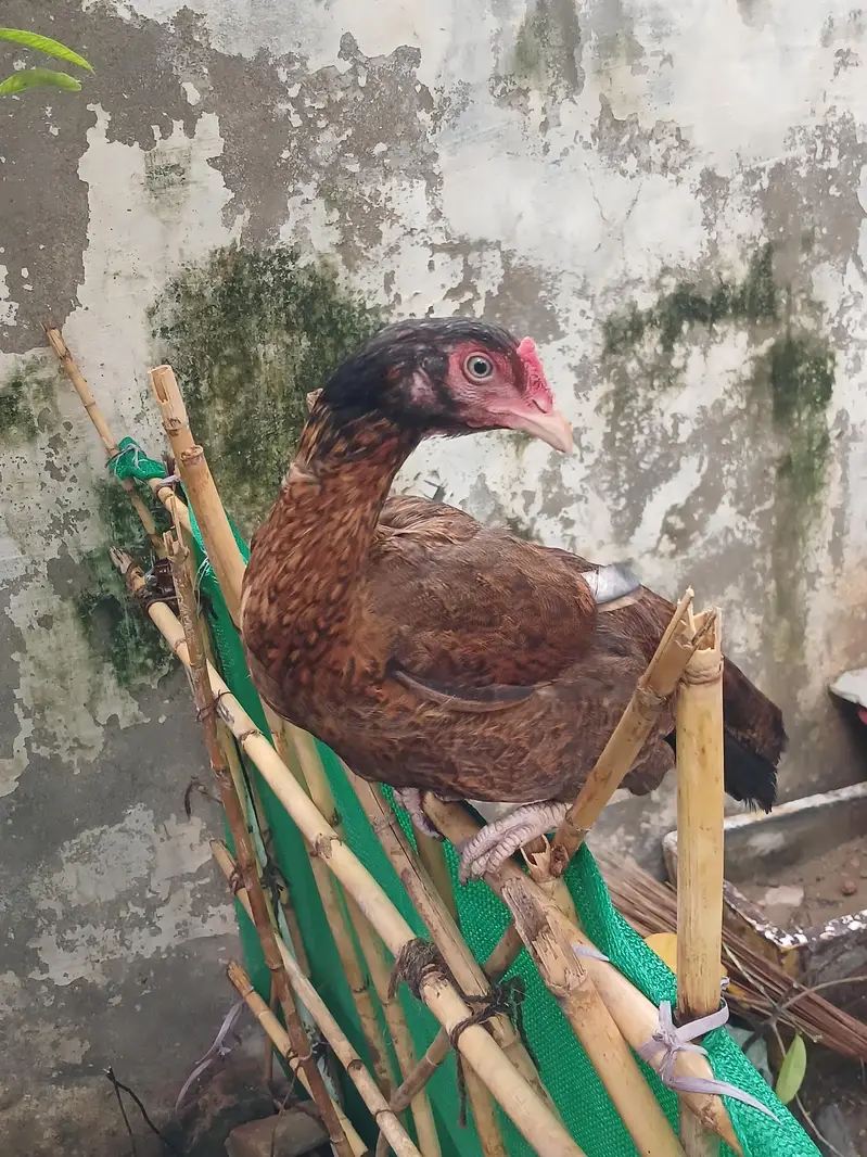 pure aseel for sell — photo 3