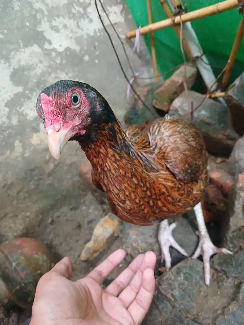 pure aseel for sell — photo 4