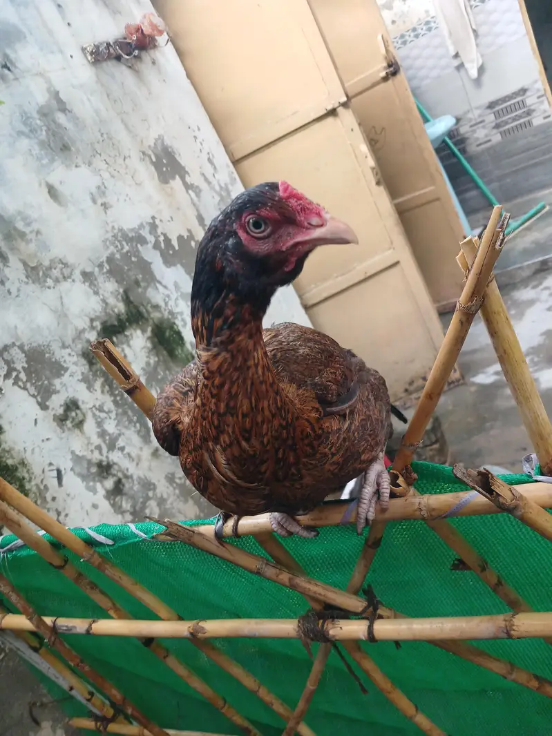 pure aseel for sell — photo 5