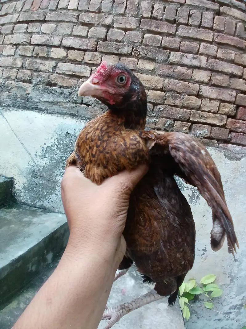 pure aseel for sell — photo 7