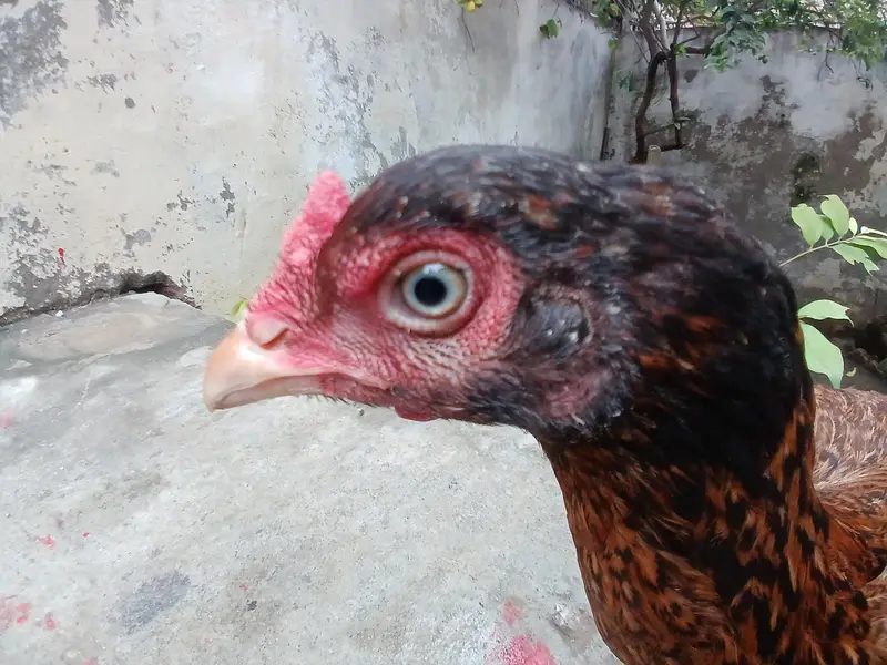 pure aseel for sell — photo 8