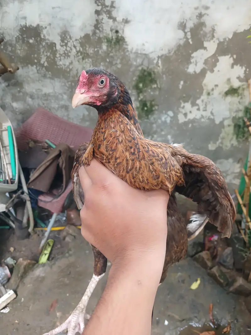 pure aseel for sell — photo 9