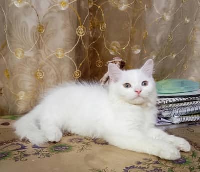 Fluffy White Male Cat – Dewormed – Healthy & Playful