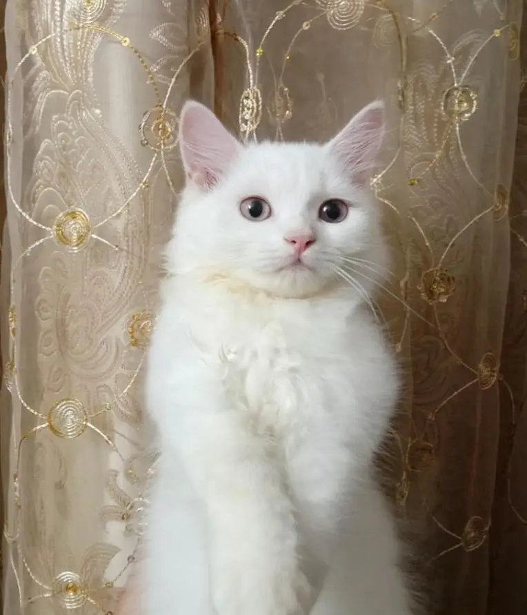 Fluffy White Male Cat – Dewormed – Healthy & Playful — photo 2