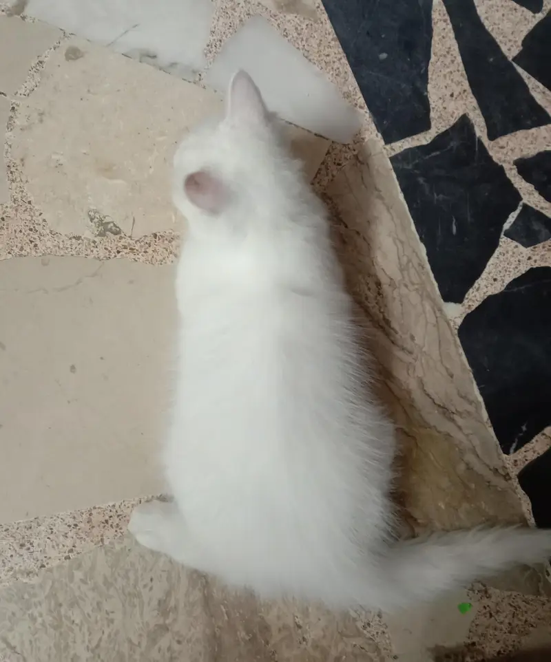 Fluffy White Male Cat – Dewormed – Healthy & Playful — photo 3