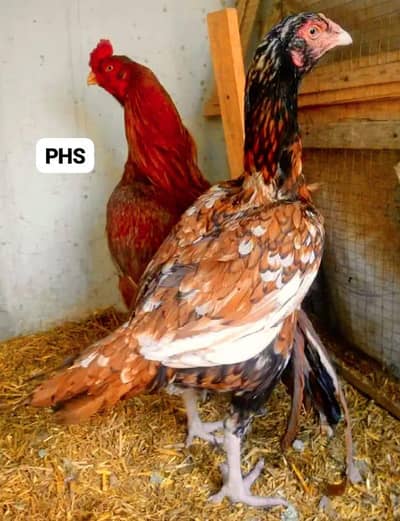Peela Mianwali Aseel hen