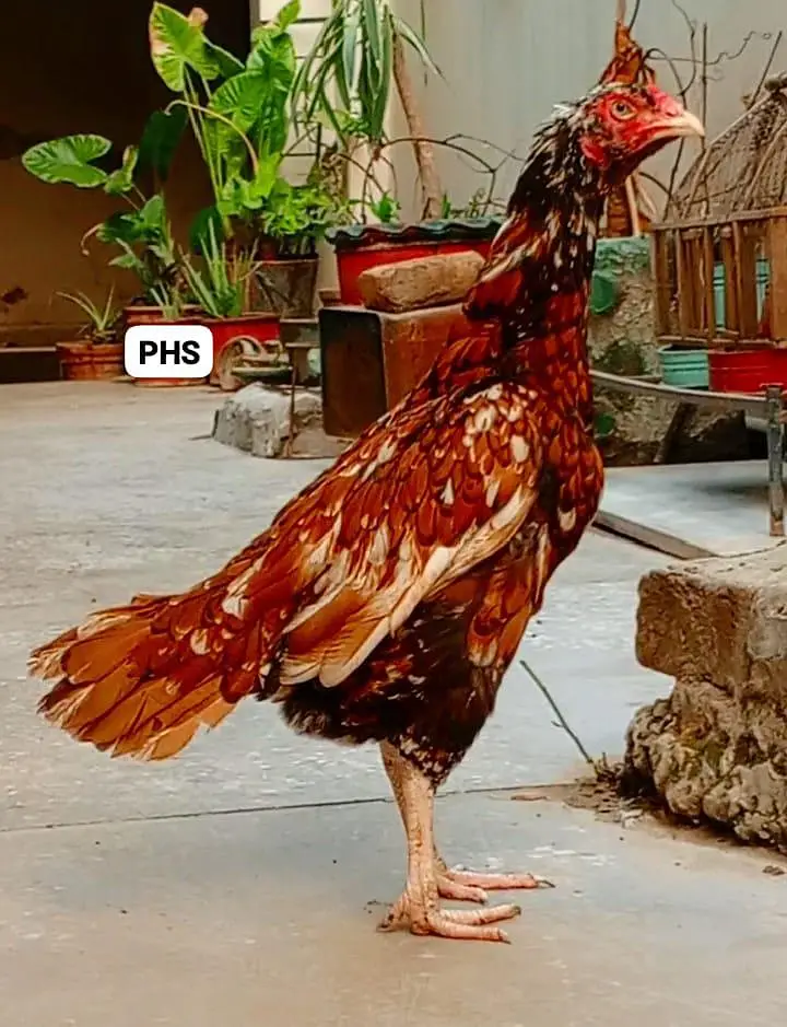 Peela Mianwali Aseel hen — photo 3