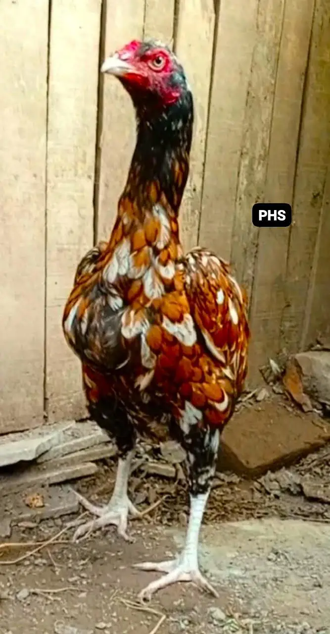 Peela Mianwali Aseel hen — photo 4