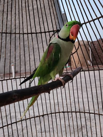 kashmiri raw Parrot