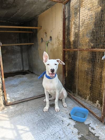 Gultair Female puppy for sale