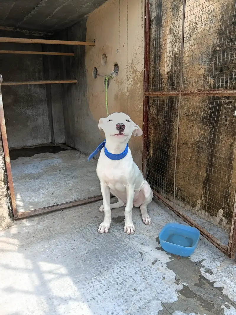 Gultair Female puppy for sale — photo 2