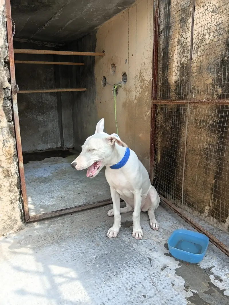 Gultair Female puppy for sale — photo 3