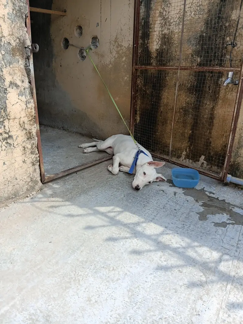 Gultair Female puppy for sale — photo 4