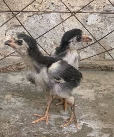 Pure aseel chicks, madi, 3months chicks available