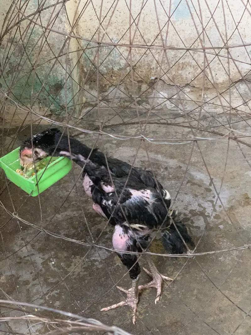 Pure aseel chicks, madi, 3months chicks available — photo 2