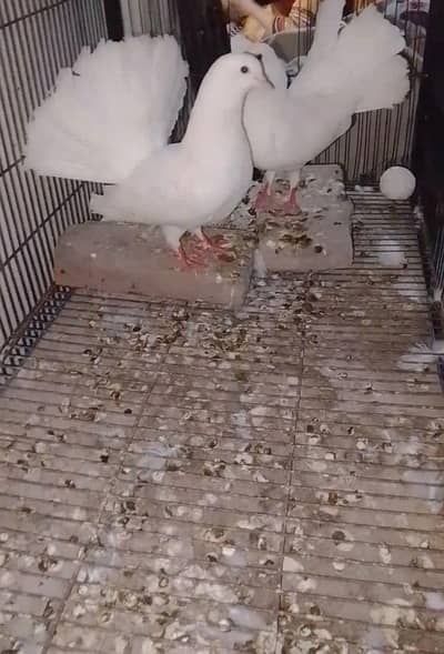 Lucky pair for sale