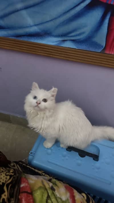 triple coated persian cat | two coloured eyes
