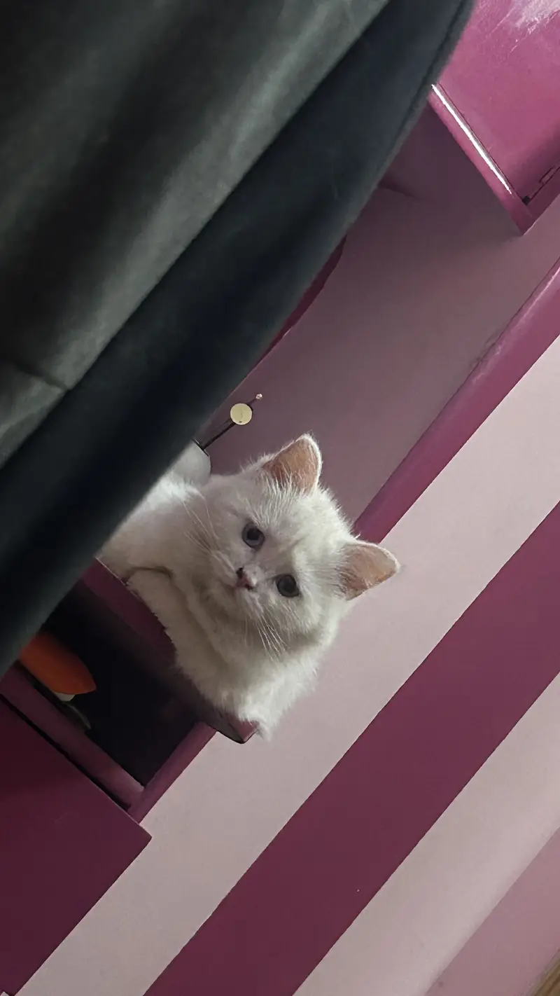 triple coated persian cat | two coloured eyes — photo 2