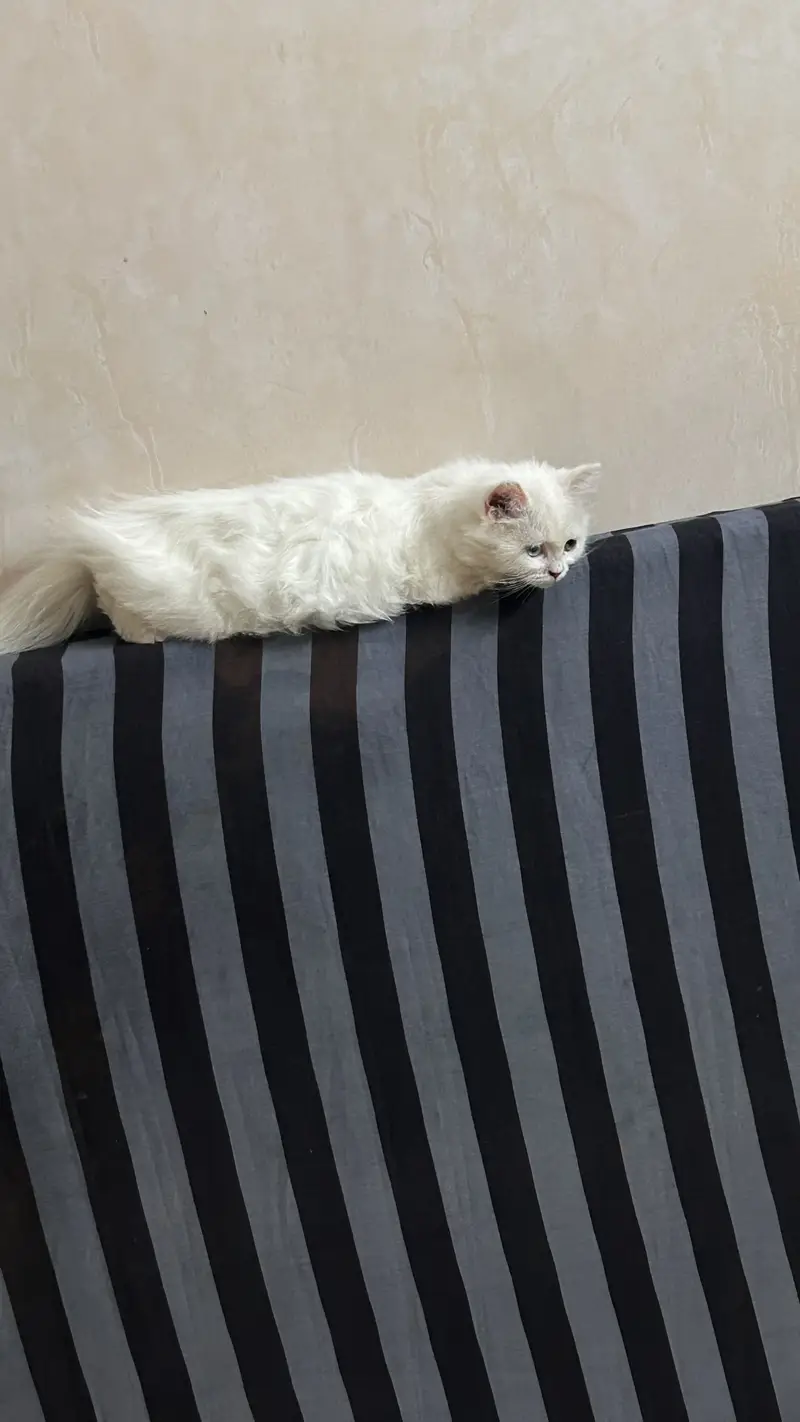 triple coated persian cat | two coloured eyes — photo 3
