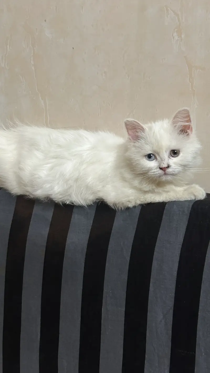 triple coated persian cat | two coloured eyes — photo 4