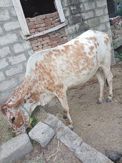 cow for sale rabta number 03216770840