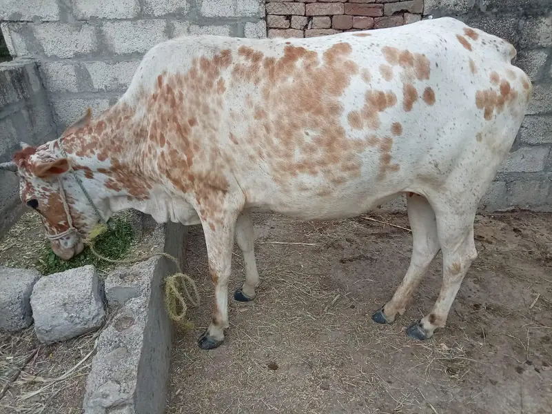 cow for sale rabta number 03216770840 — photo 2