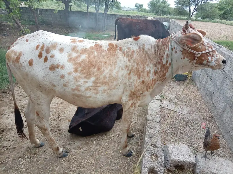 cow for sale rabta number 03216770840 — photo 3