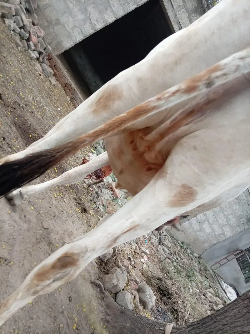 cow for sale rabta number 03216770840 — photo 4