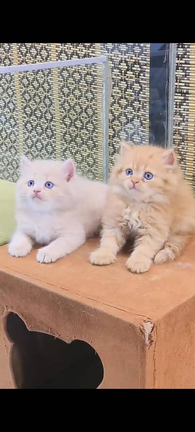 Quality Persian Punch Face cat &kittens 03450062732WhatsApp