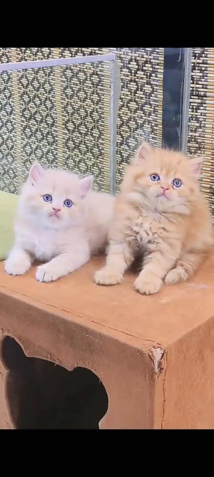 Quality Persian Punch Face cat &kittens 03450062732WhatsApp — photo 2
