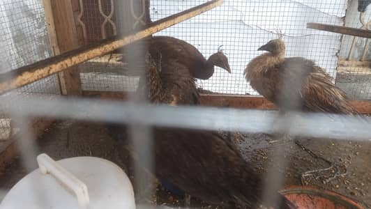 Peacock / black shoulder peacock for sale
