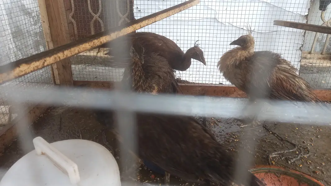 Peacock / black shoulder peacock for sale