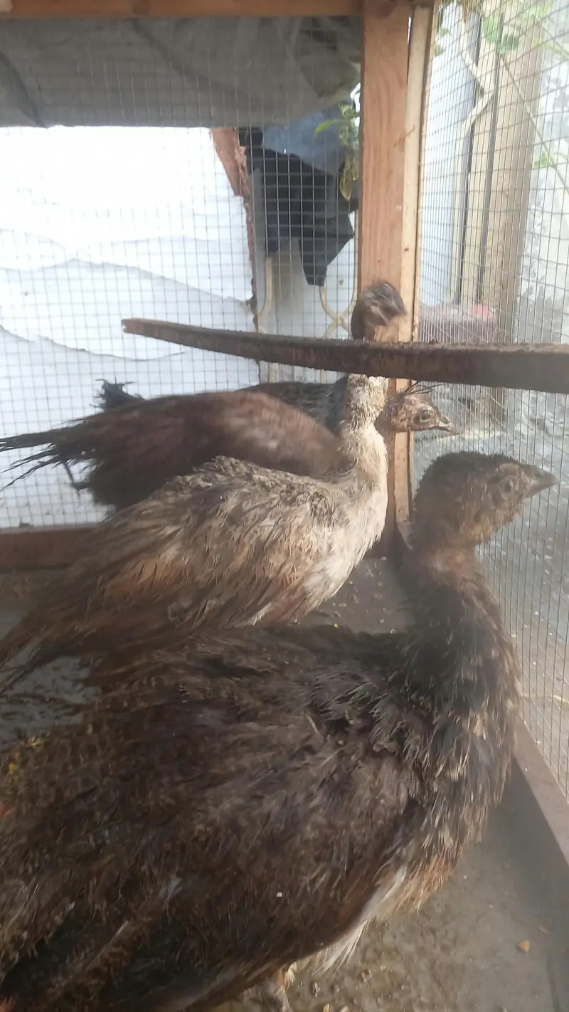 Peacock / black shoulder peacock for sale — photo 2