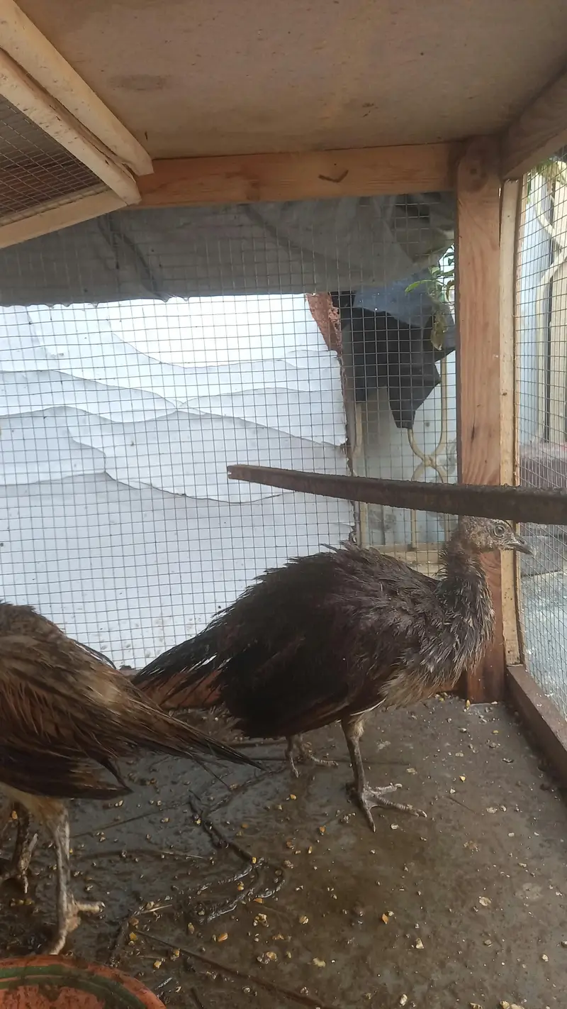Peacock / black shoulder peacock for sale — photo 3