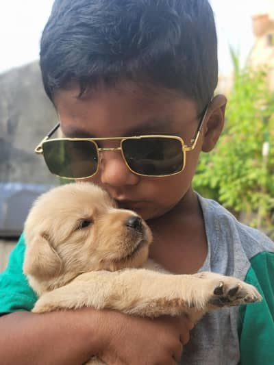 Golden Retriever Puppies Available For Good Home