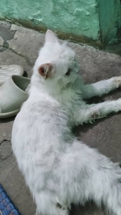Persian White male