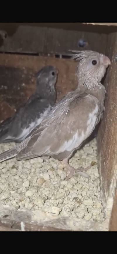 Cocktail chick for hand tame for sell