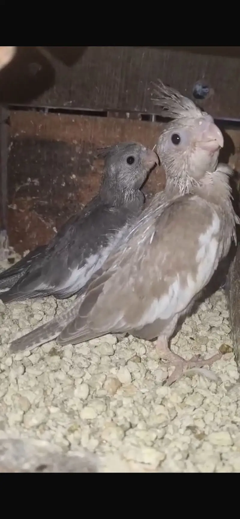 Cocktail chick for hand tame for sell — photo 2