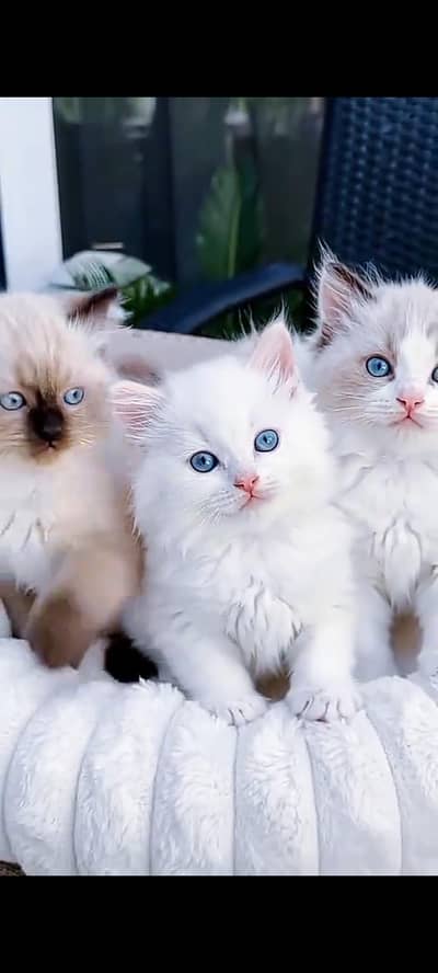 Quality Persian Punch Face cat &kittens 03450062732WhatsApp