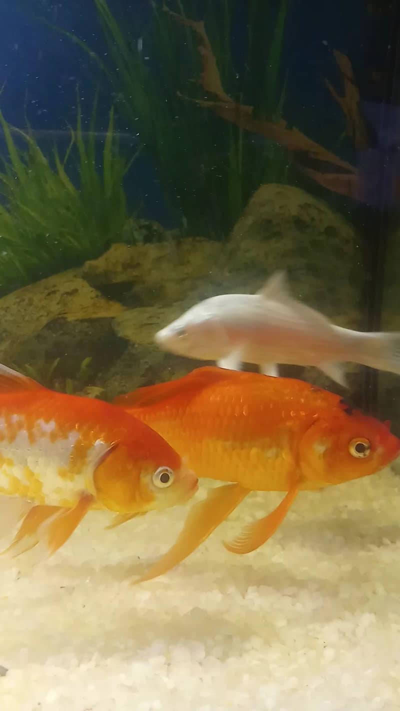 Red Fish Pair 0