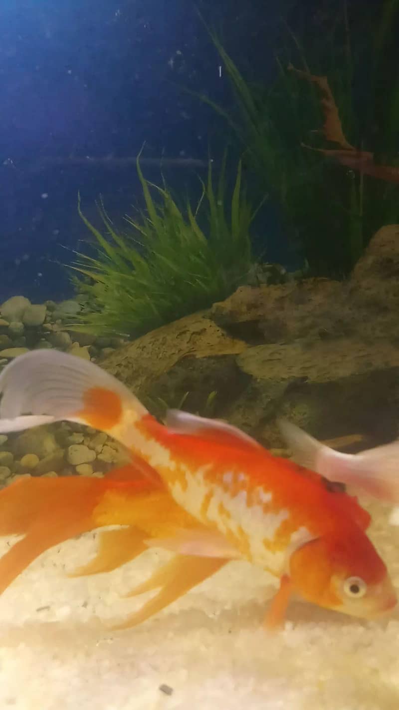 Red Fish Pair 1