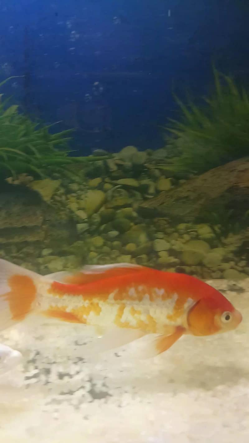 Red Fish Pair 2