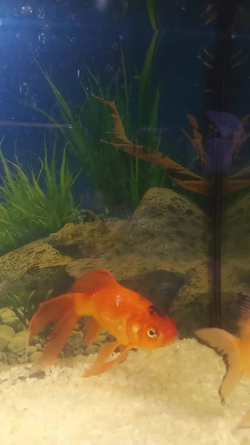 Red Fish Pair 3
