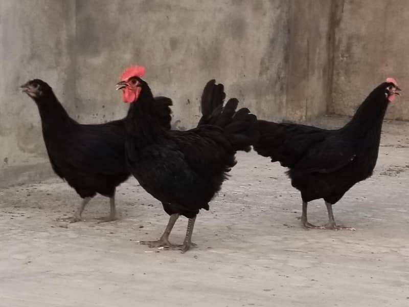 Australorp heritage 0