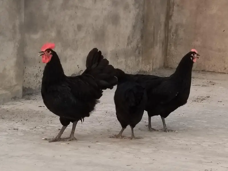 Australorp heritage — photo 2