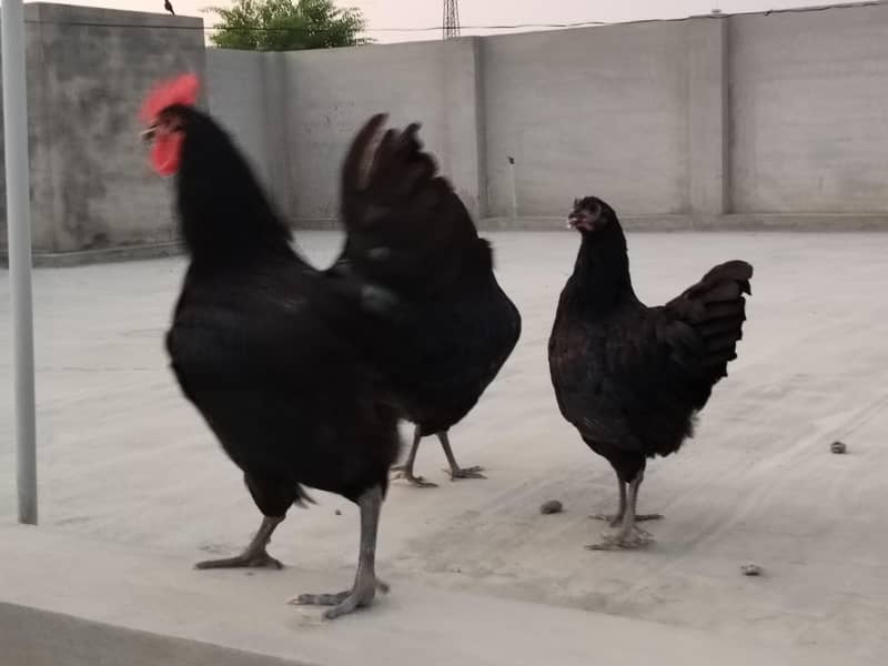Australorp heritage 2