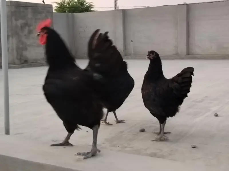 Australorp heritage — photo 3