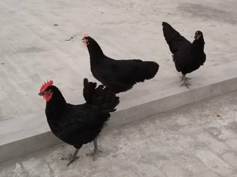 Australorp heritage 3